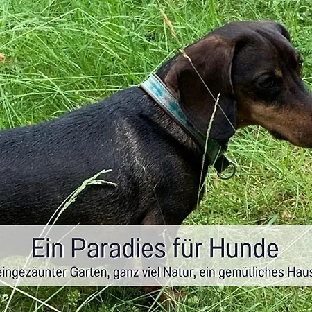 Dackelglueck Nyaraló Schmallenberg