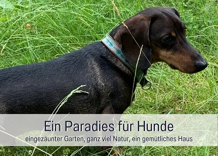 Dackelglueck Semesterbostad Schmallenberg